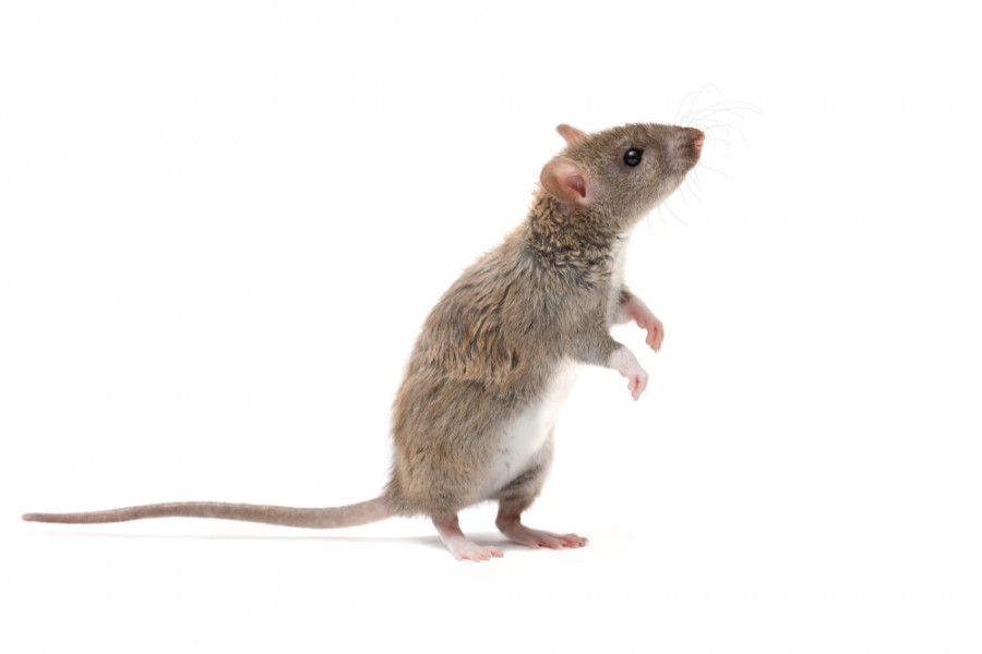 Gérer une invasion de souris dans votre appartement à Paris