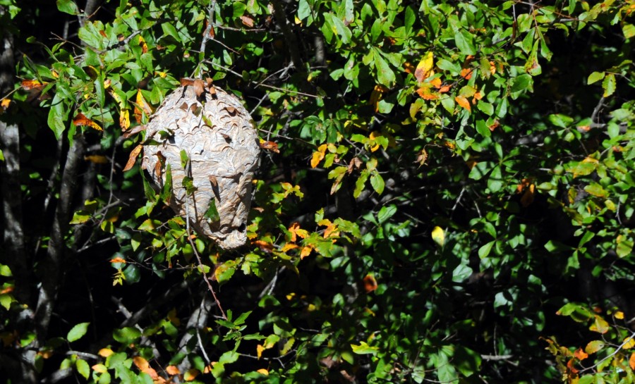 Quels sont les premiers réflexes à avoir face à un nid de frelons ?